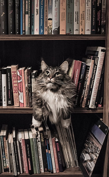 Charming fluffy cat sitting amidst books on a bookshelf, perfect home library vibe. HD phone wallpaper