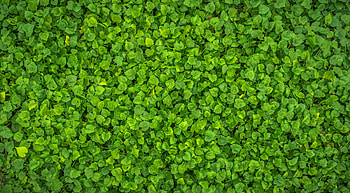 Nature, Leaves, Plant, Bright, Surface HD wallpaper