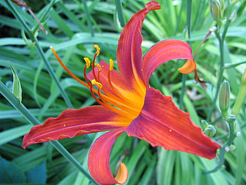 flower, nature, flowers HD wallpaper