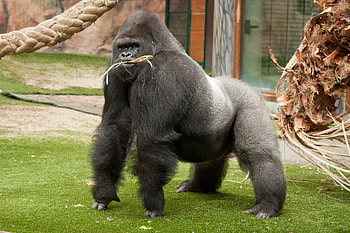 Gorilla in the wild, Untamed beauty, Jungle exploration, Nature's awe HD wallpaper