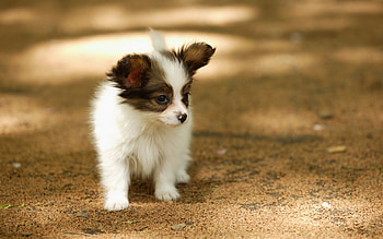 Papillon Dog, Adorable puppy, Toy spaniel breed, High-quality HD wallpaper