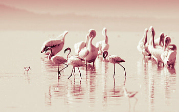 Flamingo , Delicate beauty, Nature-inspired backgrounds, Bird's elegance HD wallpaper