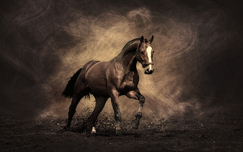 Horse , Majestic creatures, Equestrian beauty, Nature's wonders HD wallpaper