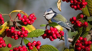 Little bird, Bird, Yit, Tit, Berries, Branches HD wallpaper