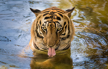 Animals, Water, Predator, Tiger, Language, Tongue HD wallpaper