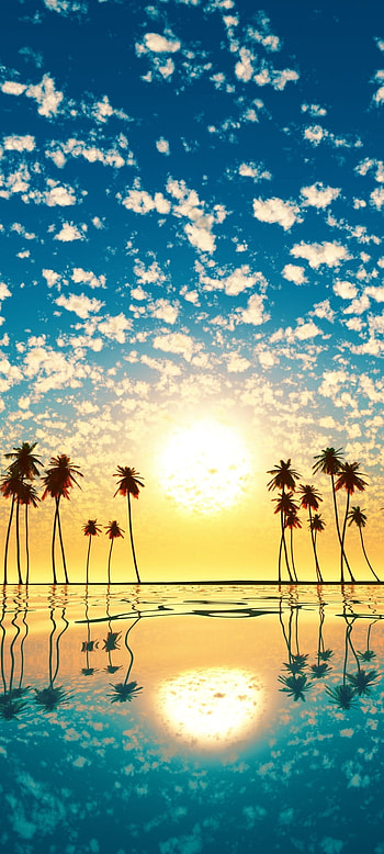 Tropical Dawn: Palms & Sky, palm tree, sun, sky, nature HD phone wallpaper