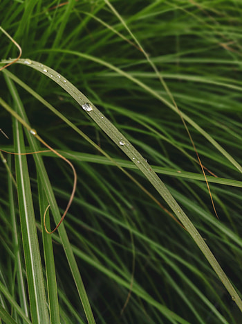 Water, Grass, Leaves, Drops, Macro HD phone wallpaper