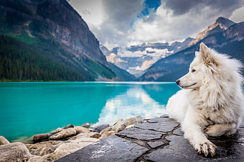 Dog Lake Louise, dog, animals HD wallpaper