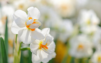 Daffodils white wildflowers, Spring, Spring flowers, High quality HD wallpaper