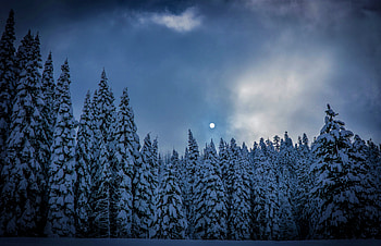 Winter, night, trees, sky, nature HD wallpaper