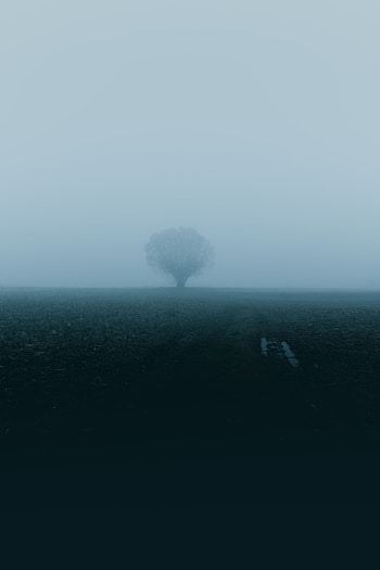 Nature, Wood, Tree, Fog, Field HD phone wallpaper