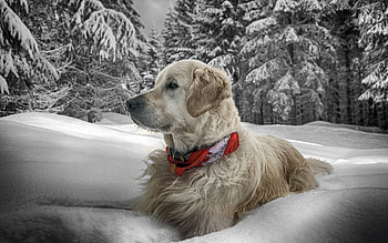 Animals, Snow, Sit, Forest, Dog, Collar HD wallpaper