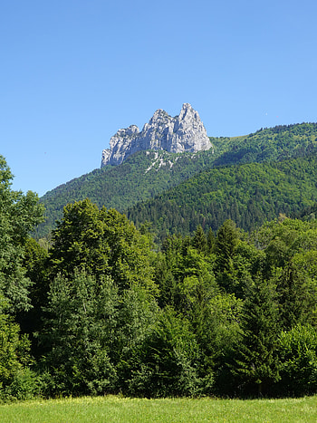 Nature, Trees, Rock, Mountain, Forest HD phone wallpaper