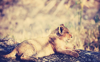 Animals, Shine, Light, Young, To Lie Down, Lie, Lion, Relaxation, Rest, Joey HD wallpaper