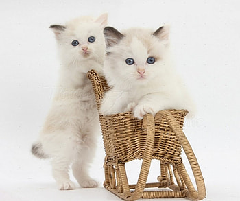 cute playing kittens, playing, animals, cats, cute, kittens HD wallpaper