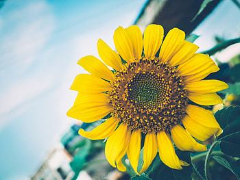 Flowers, Flower, Petals, Sunflower HD wallpaper