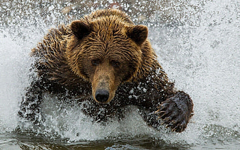 Grizzly bear, , Backgrounds, Tablet HD wallpaper