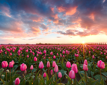 pink tulips, pink, field, sky, tulips, lovely, sunrise HD wallpaper