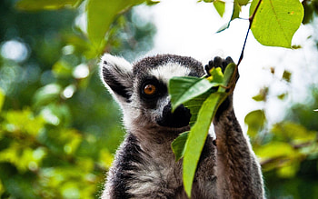 Lemur , Cute lemur backgrounds, Ring Tailed Lemur, Digitally captured HD wallpaper