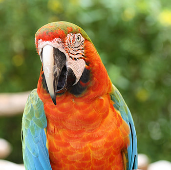 Animals, Parrots, Bird, Beak, Macaw HD wallpaper