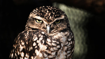 how are you doing?, animal, bird, look, owl HD wallpaper