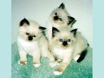 Similar Cats, cats, cool, similar HD wallpaper