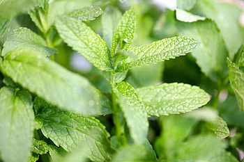 Using menthol-like compound, Plant immune mechanisms, Agriculture sustainability, Organic farming HD wallpaper