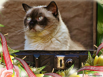 CAT IN SUITCASE, FELINE, FRAMED, CAT, ANIMAL HD wallpaper