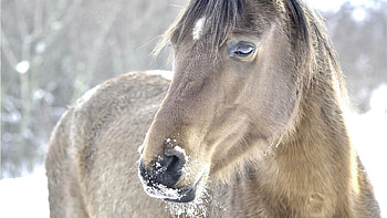 Animals, Snow, Mane, Head, Horse HD wallpaper