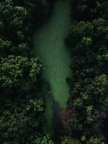 Nature, Trees, Swamp, View From Above, Forest HD phone wallpaper