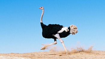 Vibrant ostrich , High-quality , Dynamic backgrounds, Visual appeal HD wallpaper