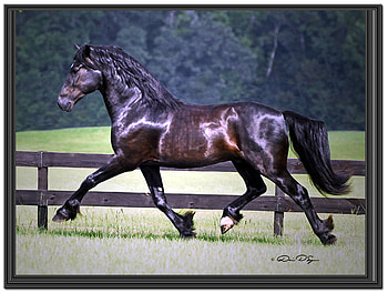 Black Horse Trotting, trees, horses, animals, fence HD wallpaper