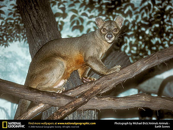 Fossa - largest of the mongoose family, mongoose, animals HD wallpaper