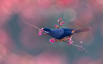 White-eared Sibia, branch, nature, bird HD wallpaper