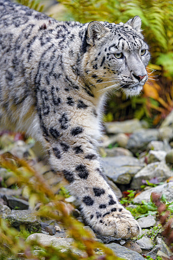 Animals, Snow Leopard, Predator, Big Cat, Stains, Spots, Animal HD phone wallpaper