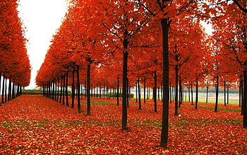 Landscape, Nature, Trees HD wallpaper