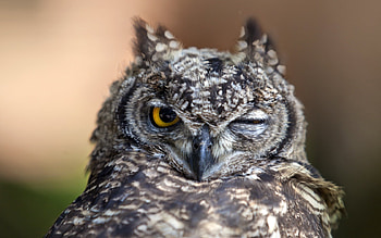 Animals, Birds, Owl HD wallpaper