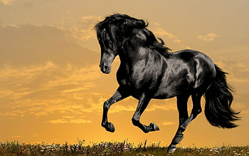 Animals, Horses HD wallpaper