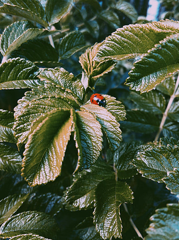 Leaves, Macro, Insect, Ladybug, Ladybird HD phone wallpaper