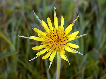 Yellow Flower, Yellow, , Beautiful, Flower HD wallpaper