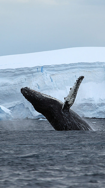 Antarctica ocean, Ice whale, nature, 16233 HD phone wallpaper