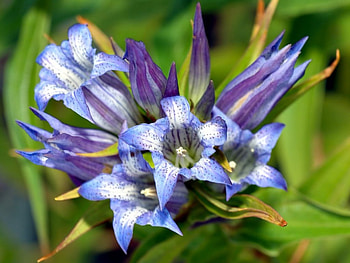 Violet flower, flowers, violet HD wallpaper