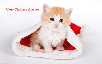 Merry Christmas-Cat, cute, cat, merry christmas HD wallpaper