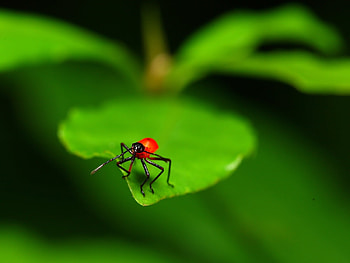 Insects HD wallpaper