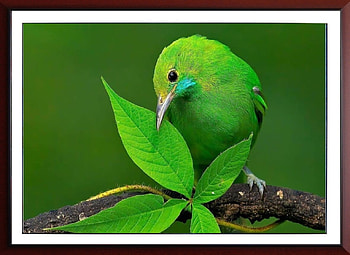 FRAMED BIRD, NATURE, FRAMED, , BIRD HD wallpaper