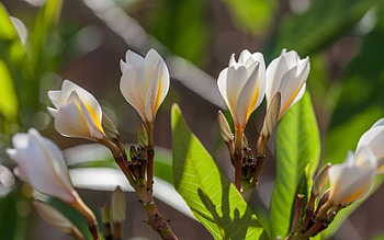 Frangipanni Flowers, white, leaves, nature, flowers HD wallpaper