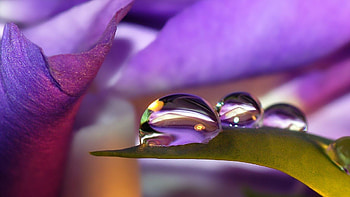Background, Violet, Drops HD wallpaper