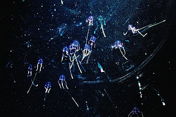 Art, Jellyfish, Shine, Miscellanea, Miscellaneous, Brilliance HD wallpaper