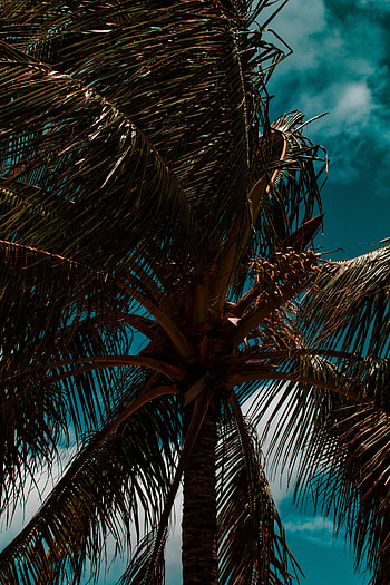 Nature, Sky, Leaves, Clouds, Palm, Branches, Tropics, Wind HD phone wallpaper