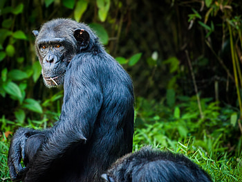 Animals, Sit, Monkey, Wool, Chimpanzee HD wallpaper